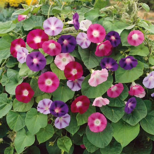 Morning Glory (Field Grown) Mix – 20+ Seeds