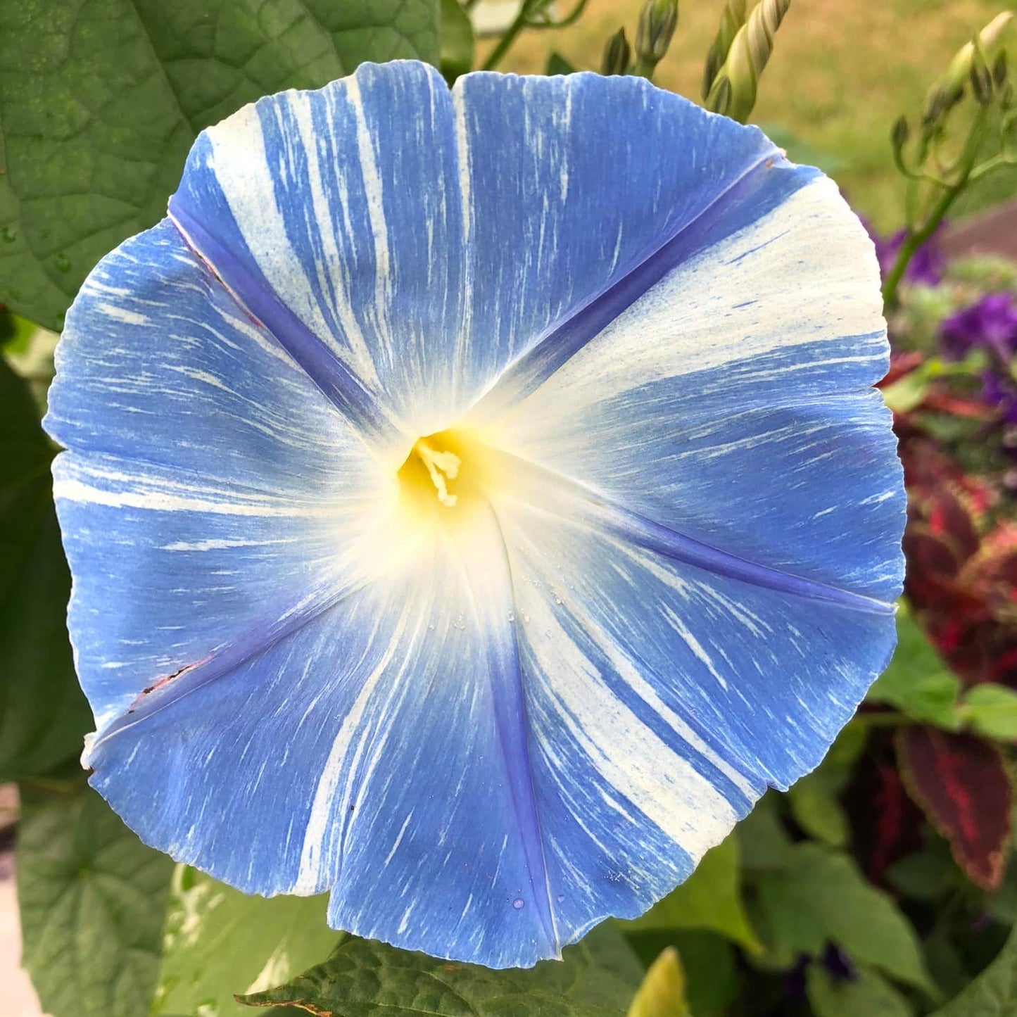 Morning Glory (Flying Saucers) – 15 Seeds-Moji Mall