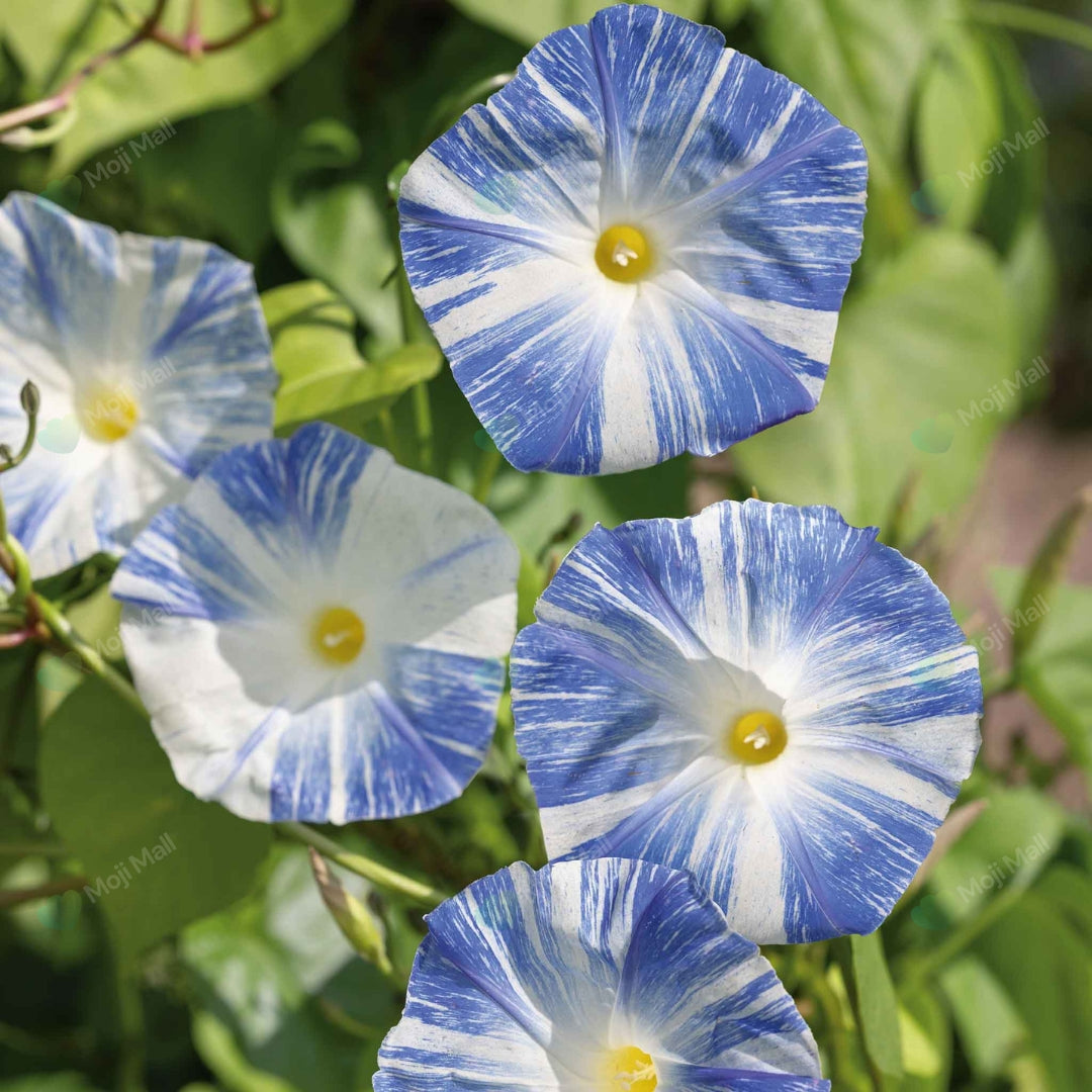 Blue and white flowers with yellow centers on a green leafy background