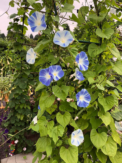 Morning Glory (Flying Saucers) – 15 Seeds-Moji Mall