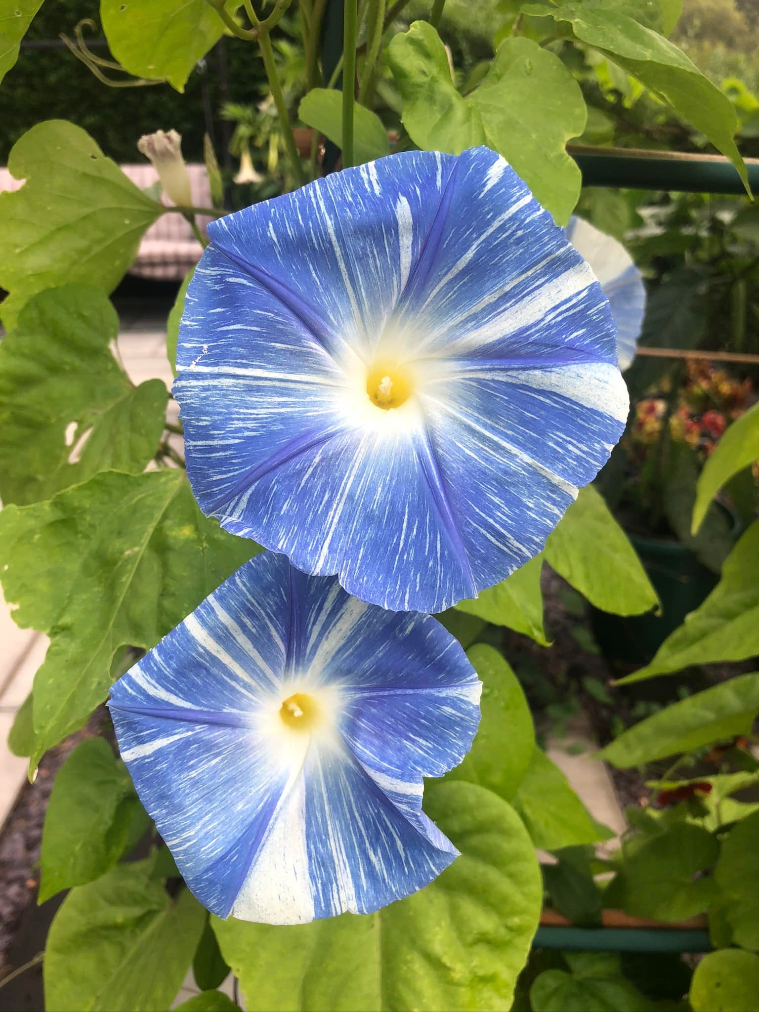 Morning Glory (Flying Saucers) – 15 Seeds-Moji Mall