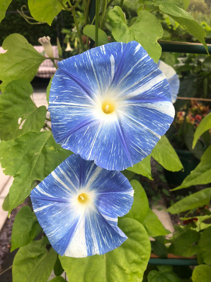 Morning Glory (Flying Saucers) – 15 Seeds-Moji Mall