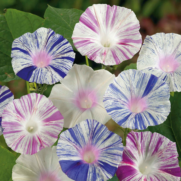 Morning Glory (Carnevale di Venezia) – Seeds