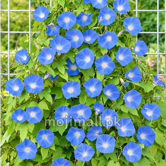 Morning Glory (Heavenly Blue) – 10+ Seeds