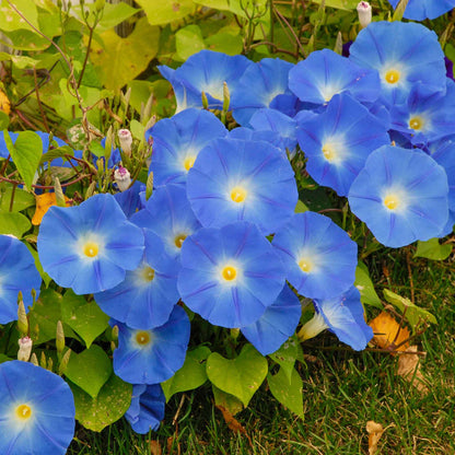 Morning Glory Heavenly Blue 10+ Seeds