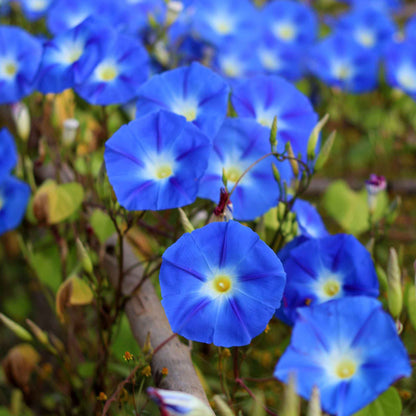 Morning Glory Heavenly Blue 10+ Seeds
