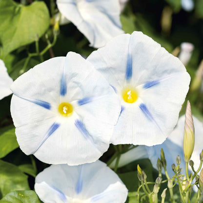 Morning Glory Ismay 5 Seeds