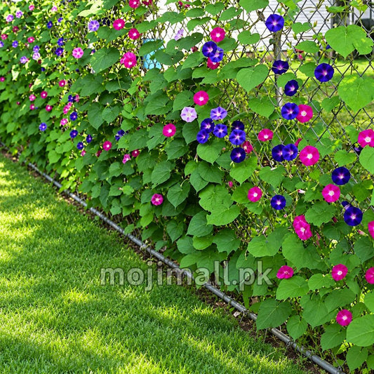 Morning Glory (Mix) – 20+ Seeds