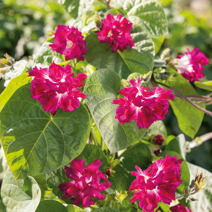 Morning Glory Ruffled Red - 10 Seeds