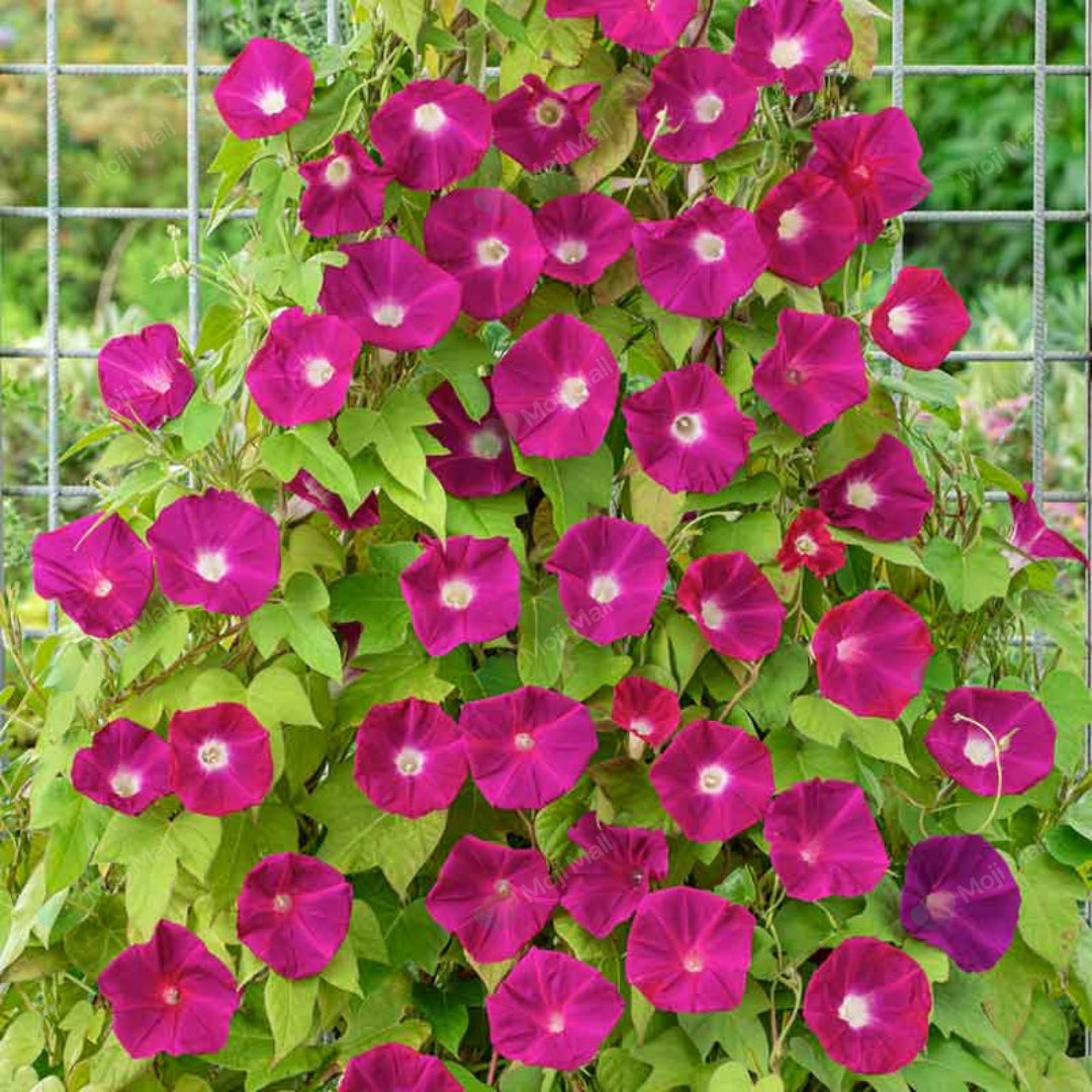 Morning Glory (Scarlet O’Hara) – 10 Seeds-Moji Mall