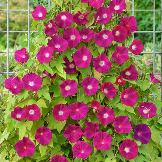 Morning Glory Ipomea Scarlet O’Hara 10 Seeds