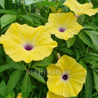 Morning glory Tuberculata – 5 Seeds