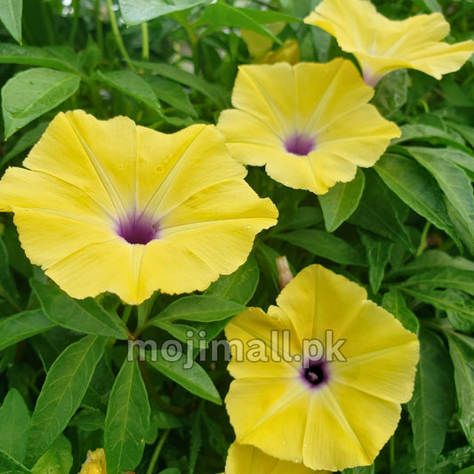 Morning glory Tuberculata – 5 Seeds