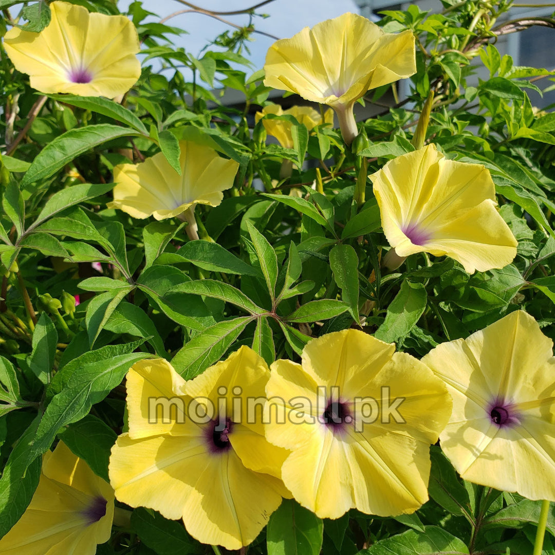 Morning glory Tuberculata – 5 Seeds