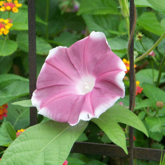 A photo showing a morning glory plant with chocolate-brown blooms and green leaves.