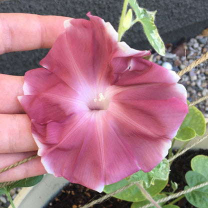 Morning Glory (Chocolate) Seeds