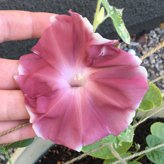 Morning Glory (Chocolate) Seeds