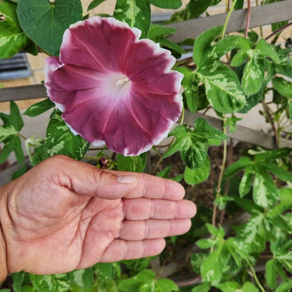 Morning Glory (Chocolate) Seeds
