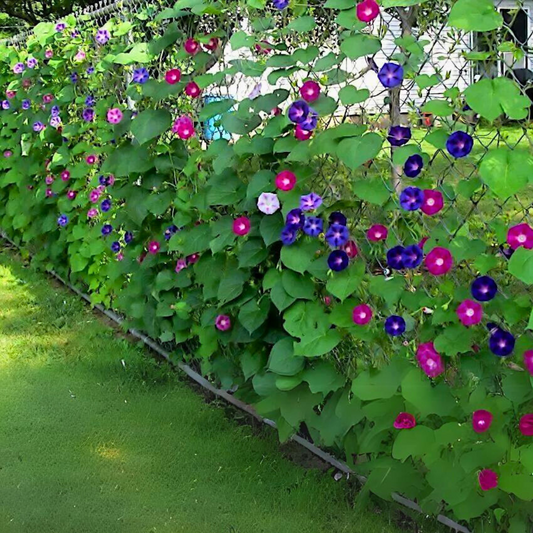 Morning Glory Creeper - Mix - Seeds