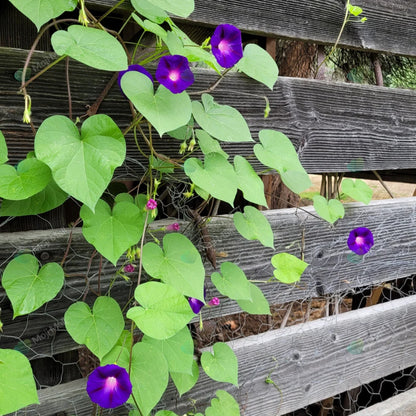 Morning glory (Grandpa Ott) – Seeds-Moji Mall