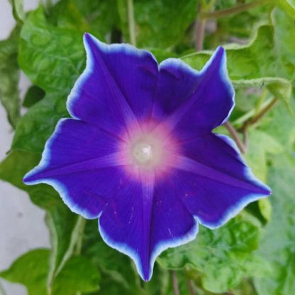 Morning Glory (Blue Picotee) – 5 Seeds-Moji Mall