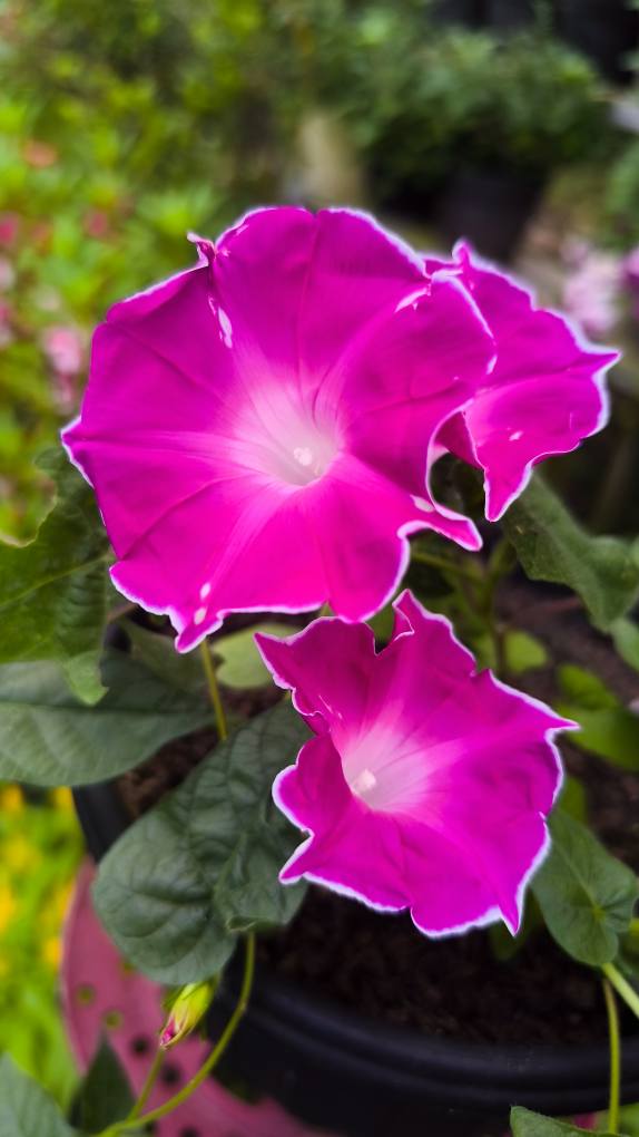 Morning Glory Red Picotee 5 Seeds
