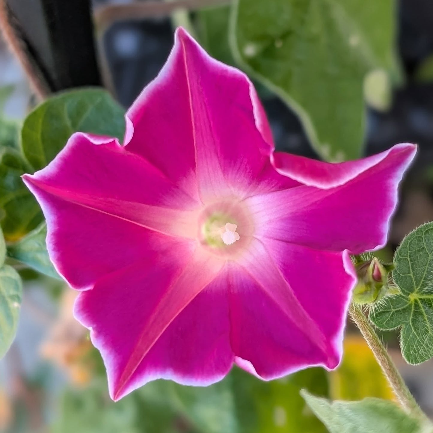 Morning Glory Red Picotee 5 Seeds