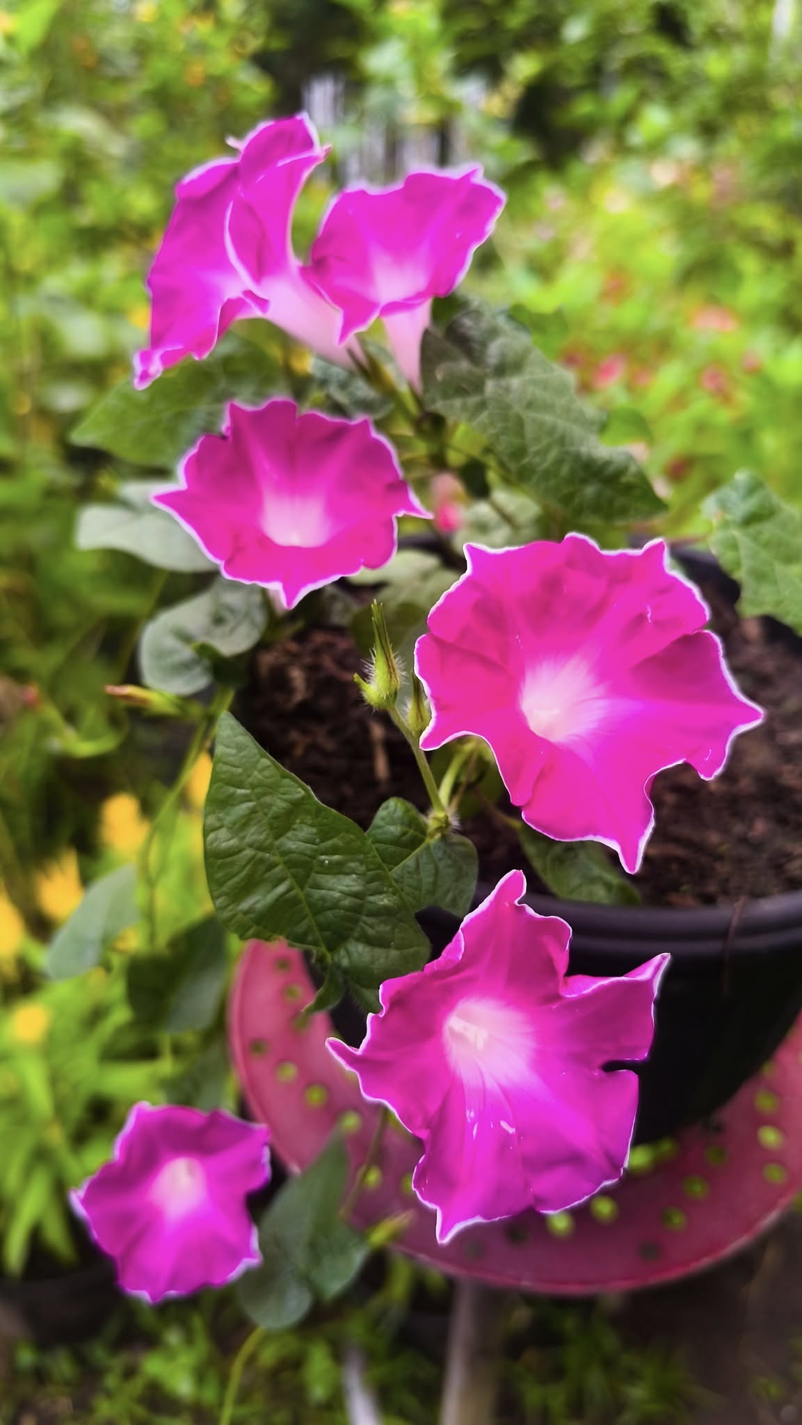 Morning Glory Red Picotee 5 Seeds