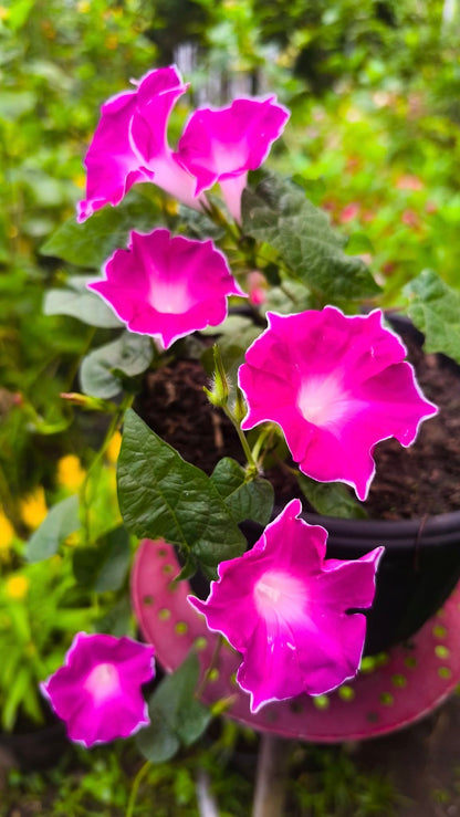 Morning Glory Red Picotee 5 Seeds