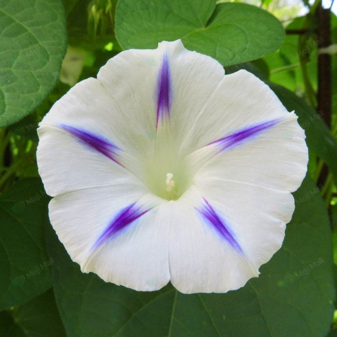 Morning Glory (Milky Way) – 10 Seeds-Moji Mall