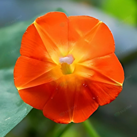 Morning Glory (Orange) – 10 Seeds