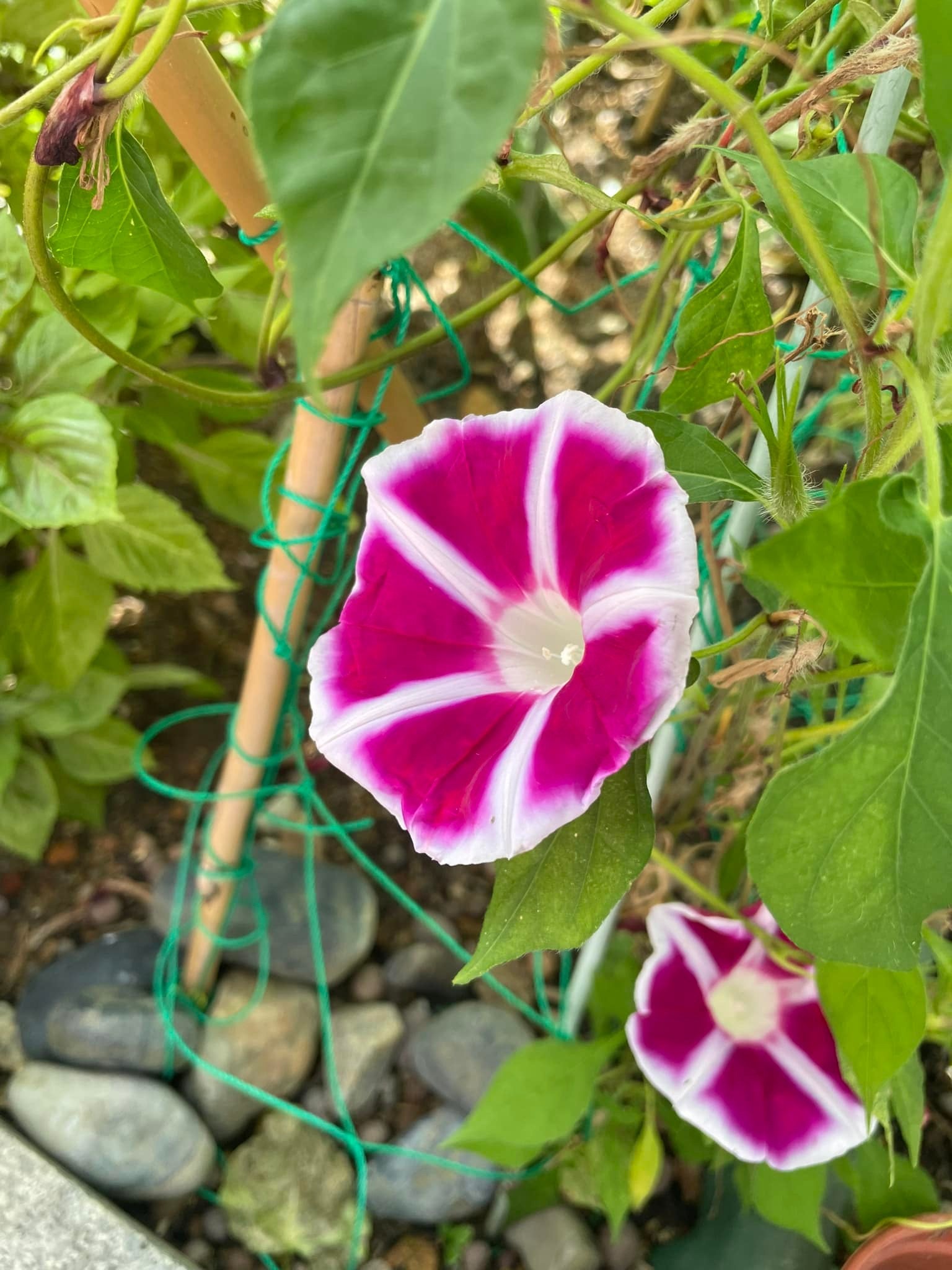 Morning Glory (Rosita) – 5 Seeds-Moji Mall