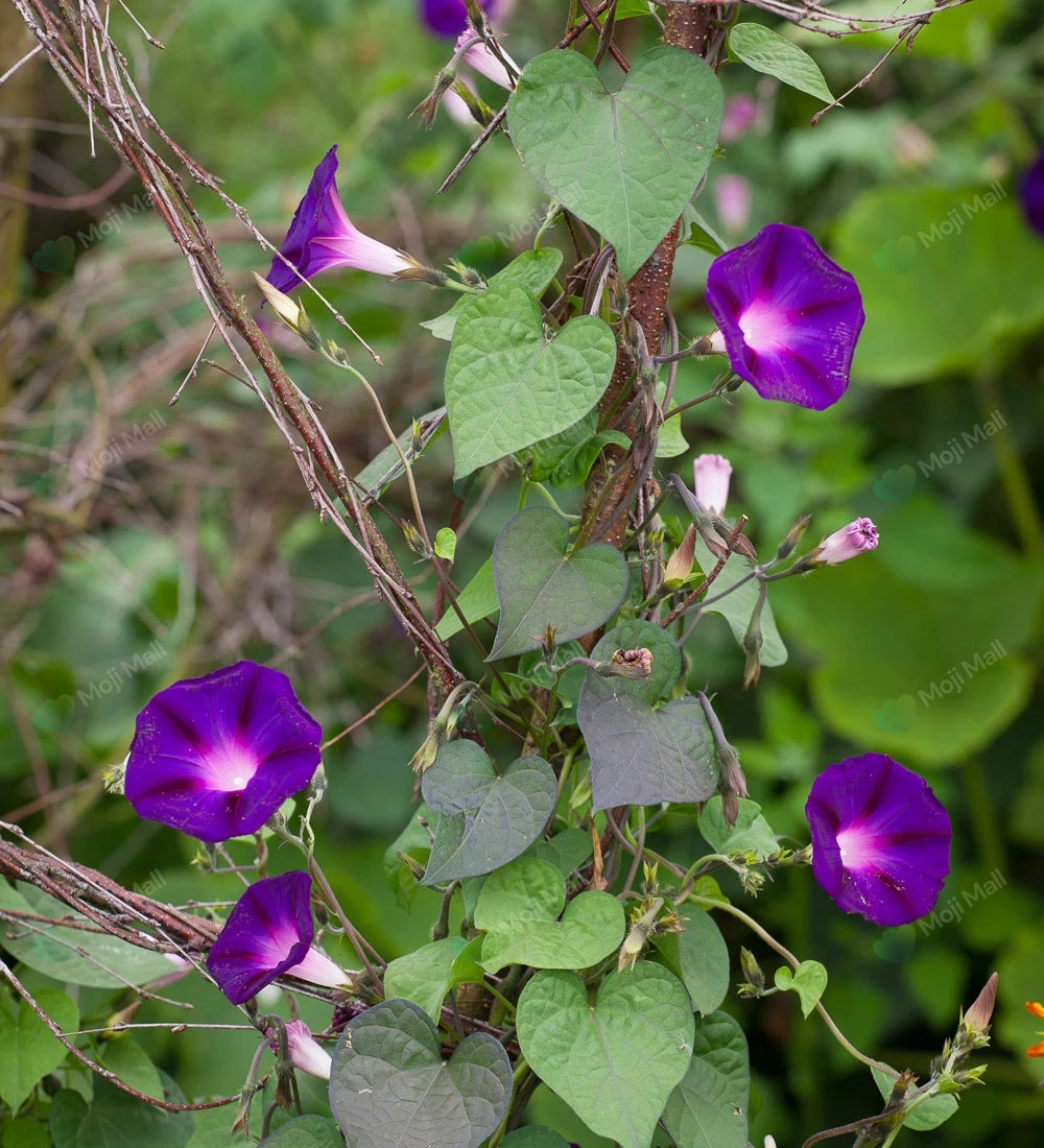 Morning glory (Grandpa Ott) – Seeds-Moji Mall