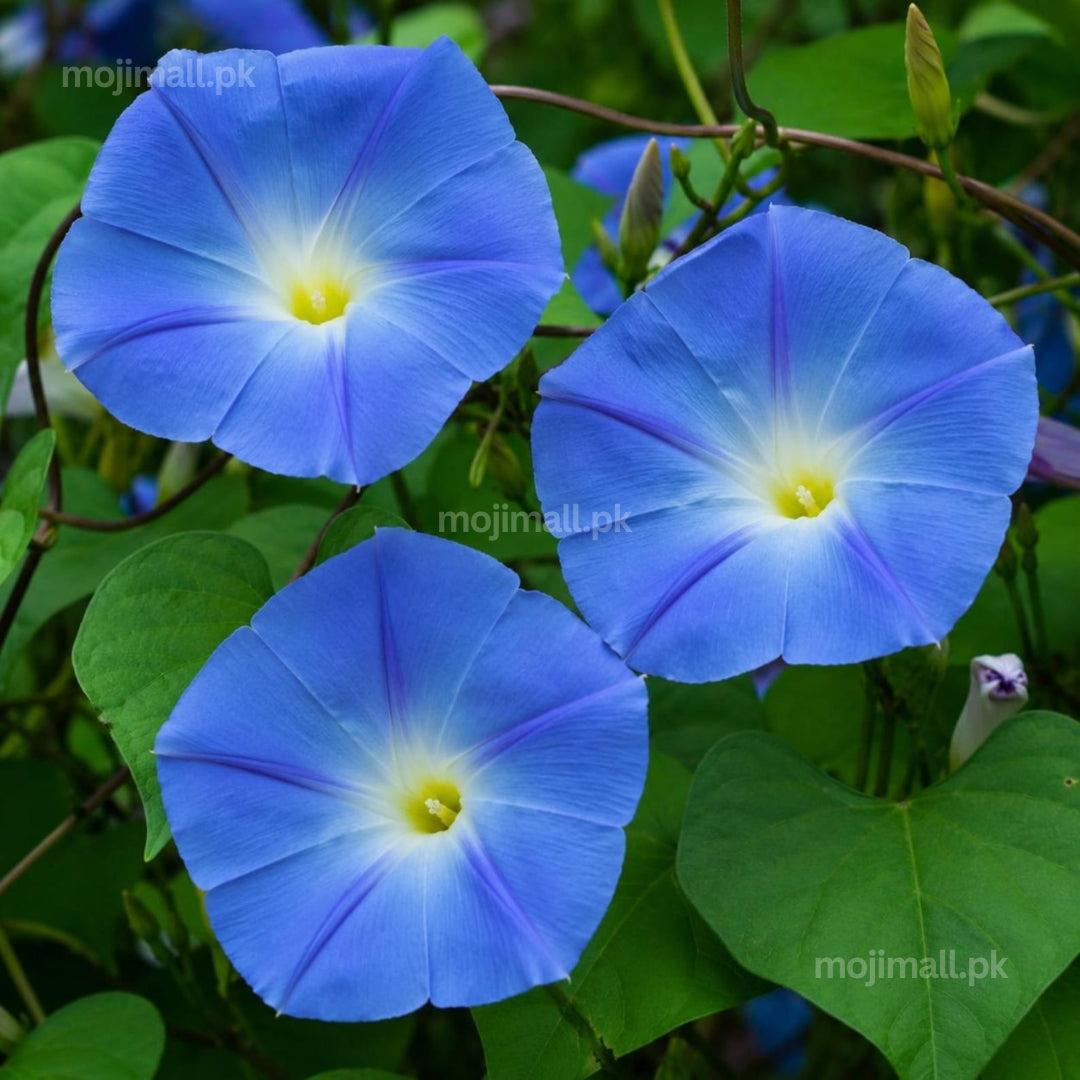 Morning Glory (Heavenly Blue) – 10+ Seeds-Moji Mall Pakistan