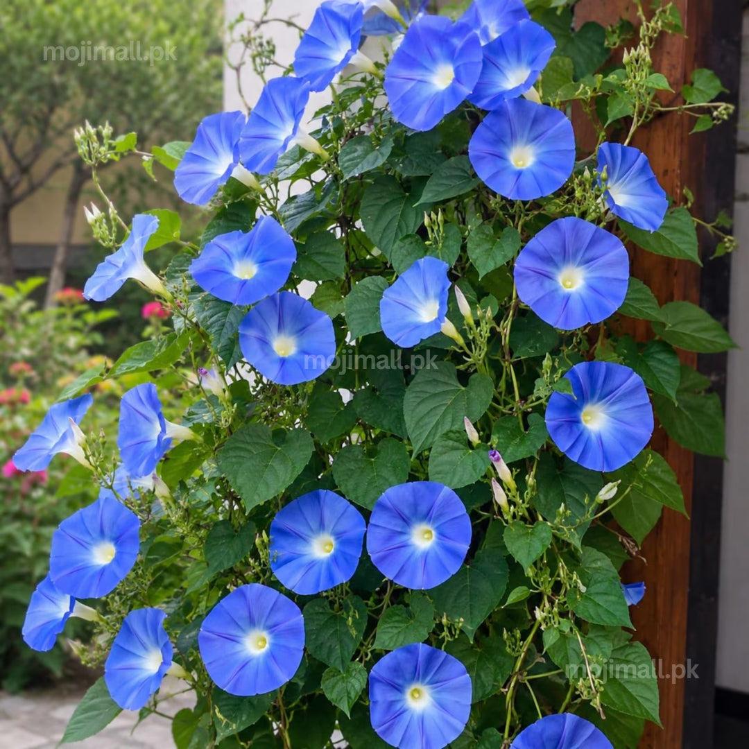Morning Glory (Heavenly Blue) – 10+ Seeds-Moji Mall Pakistan