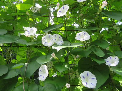 Morning Glory (Milky Way) – 10 Seeds-Moji Mall