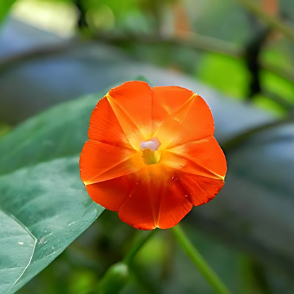 Morning glory - Orange - Seeds