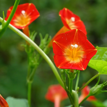 Morning glory - Orange - Seeds