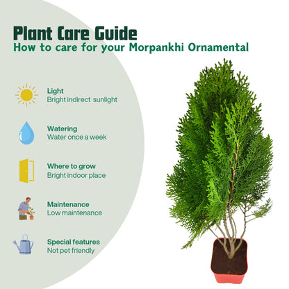 Thuja (Mor Pankh) 150+ Tree Seeds