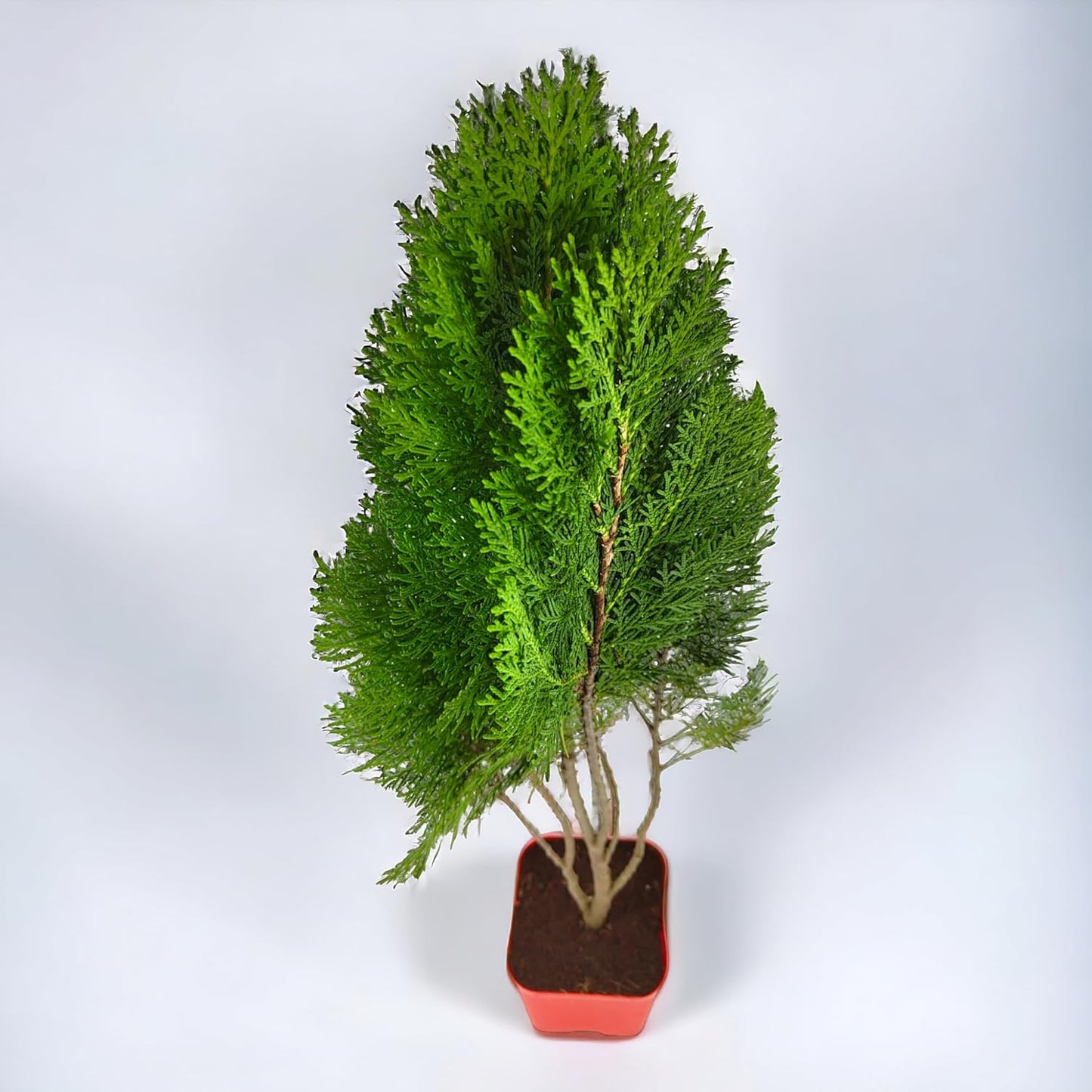Thuja (Mor Pankh) 150+ Tree Seeds