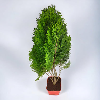 Thuja (Mor Pankh) 150+ Tree Seeds