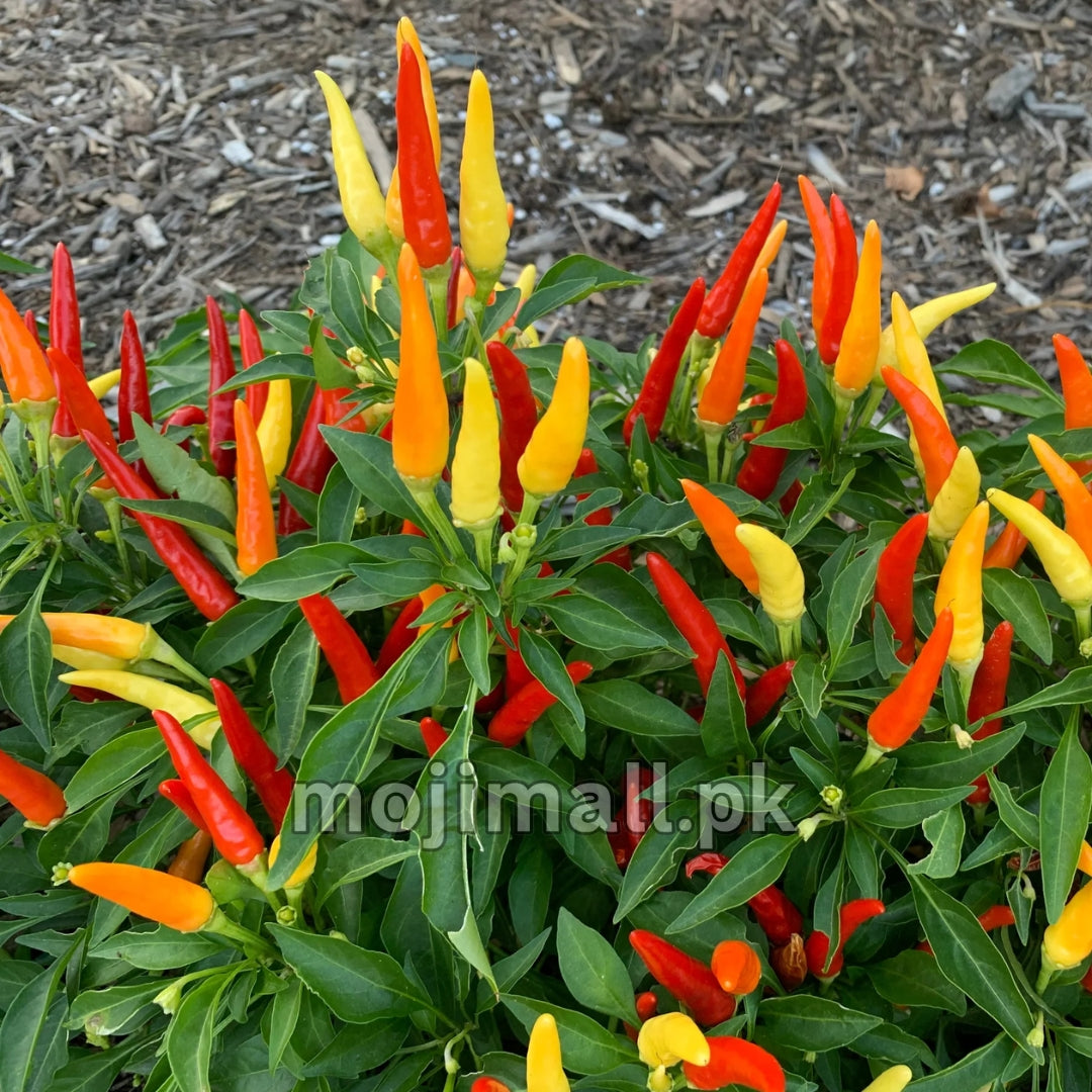 Ornamental Pepper Flame (سجاوٹی مرچ) – 20+ Seeds