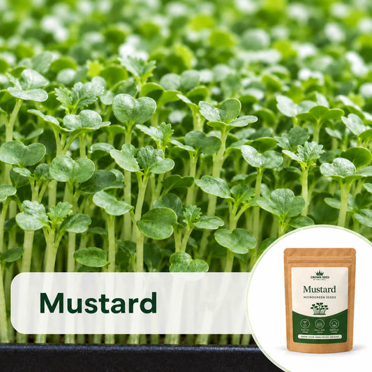 Mustard: Microgreens Seeds