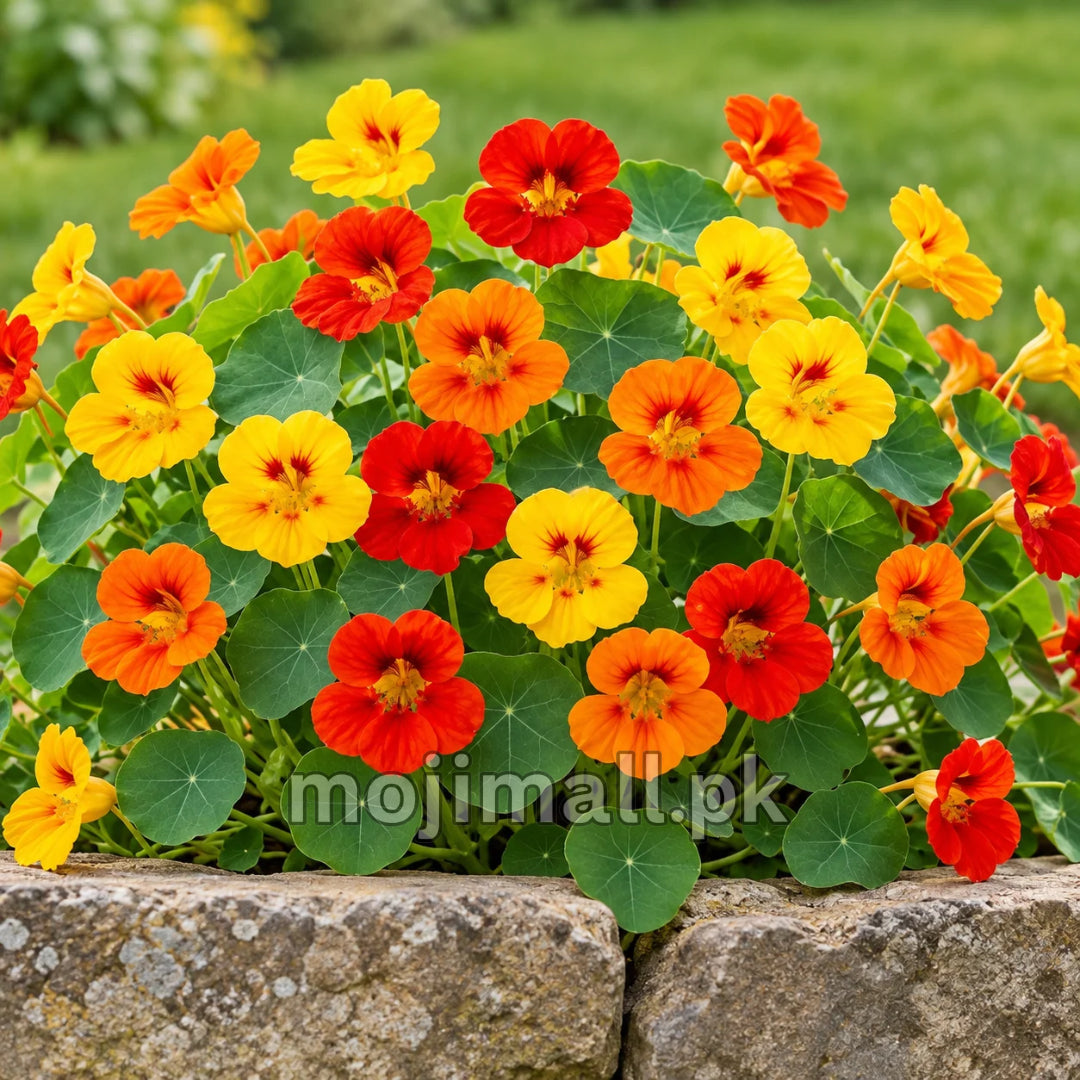 A stone planter overflowing with red, orange and yellow nasturtiums features in Moji Mall’s seed collection for Pakistan