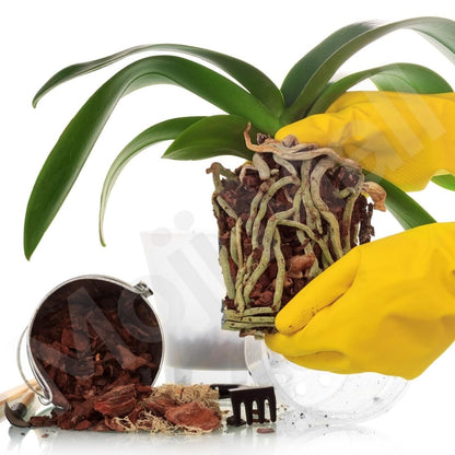 Pine Bark (Orchid Bark)