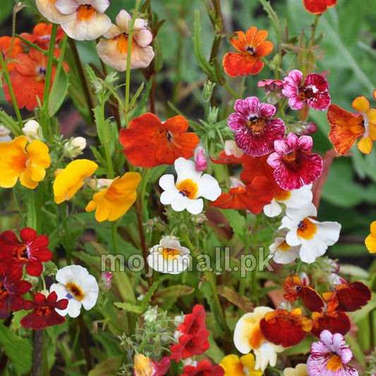 Nemesia Carnival Mix – 100+ Seeds