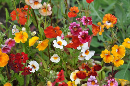 Nemesia Mix – 100+ Seeds