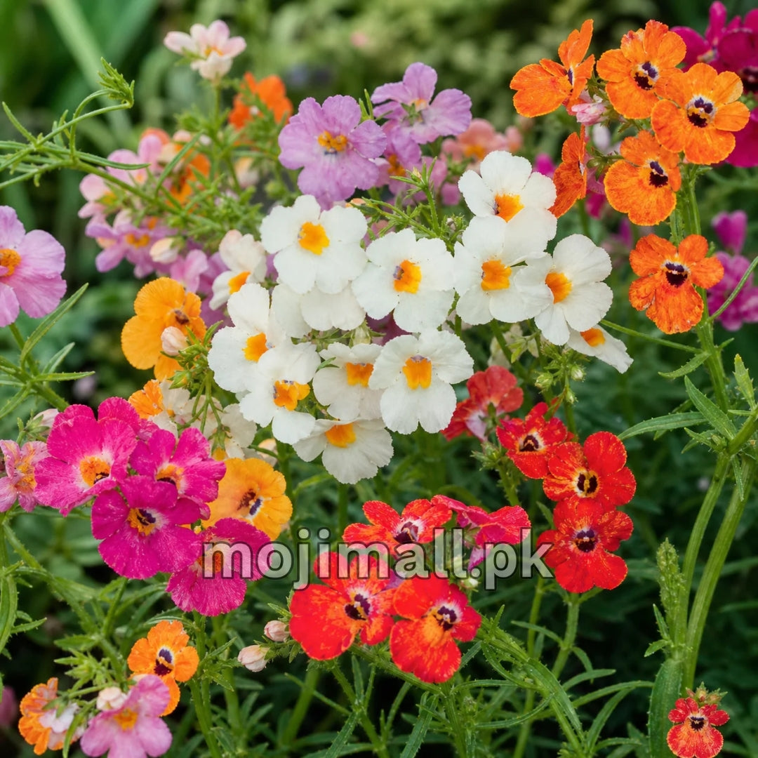 Nemesia Mix – 100+ Seeds