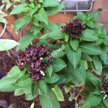 Niazbo (Sweet Basil) 50+ Seeds