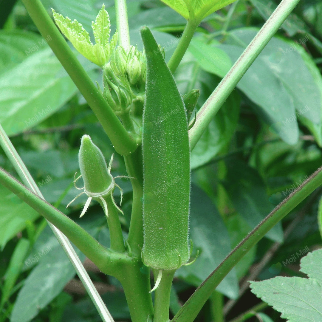 Green okra (bhindi) plant with leaves in a natural setting